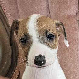 Red irish boy - Red male Italian Greyhound puppy in Phillips, Maine from Maplewood Italian Greyhounds