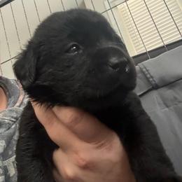 Blue Black male 4 - Black male Labrador Retriever puppy in Menifee, California from The Golden Leash Kennels
