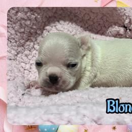 Blondie - Seal and white female Boston Terrier puppy in Brazos Point, Texas from TX Southern Belle Bostons