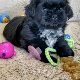 Shih Tzu Puppies from I ShihTzu Not of AZ