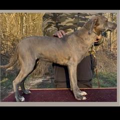 Mountain Cur puppies from Walnut Ridge Mountain Curs