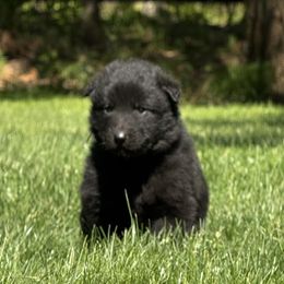 Girl 2 is now 2.5 weeks old - Black female Belgian Sheepdog puppy in Doylestown, Ohio from Diamante Nero