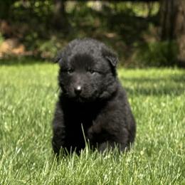 Girl 2 is now 2.5 weeks old - Black female Belgian Sheepdog puppy in Doylestown, Ohio from Diamante Nero