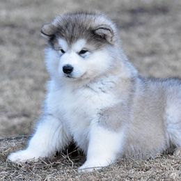 Alaskan Malamute Puppies from Sno-Ridge Alaskan Malamutes est 1972