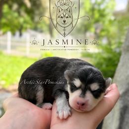 Jasmine - Black and white female Pomsky puppy in Wausau, Wisconsin from Arctic Star Pomskies