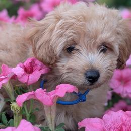 Cavalier King Charles Spaniels, Cavapoos, Companion Crosses, and Pomeranians from MirVit Happy Tails Puppies