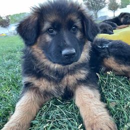 German Shepherds from Edelstein Kennels