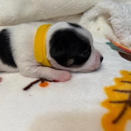 Annie - Blue and white female Chihuahua puppy in Amity, Pennsylvania from Rhoda and Verna