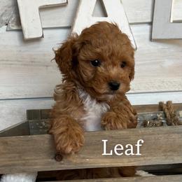 Goldendoodle and Poodle Puppies from Krispydoodle