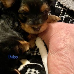 Yorkshire Terrier Puppies from Cutest AKC AZ Yorkies