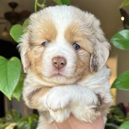Miniature American Shepherd and Miniature Australian Shepherd Puppies from Whiskeytown Aussies