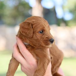 Goldendoodle Puppies from Dolly Doodle’s Doodles