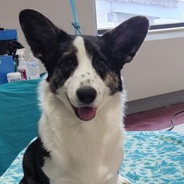 Nike - Cardigan Welsh Corgi