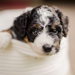 Snickerdoodle - Tri-color female Bernedoodle puppy in Conroe, Texas from Cookie's Cuties