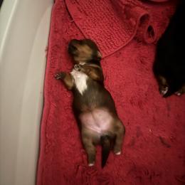 Tilly - Chocolate female Morkie puppy in Taylorsville, North Carolina from Mountain Top Hot Tailz