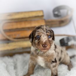 Aussiedoodle and Australian Shepherd Puppies from Dunroamin Farms Australian Shepherds and Aussiedoodles