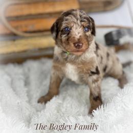 Aussiedoodle and Australian Shepherd Puppies from Dunroamin Farms Australian Shepherds and Aussiedoodles