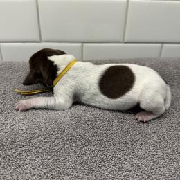 Boy 4 - male German Shorthaired Pointer puppy in White Salmon, Washington from Holding Hands Farm