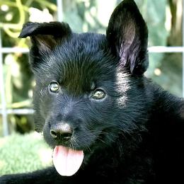 German Shepherds from Jay Debs