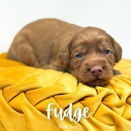 Fudge - Red  male Goldendoodle puppy in Calvin, Oklahoma from BellaDoodles