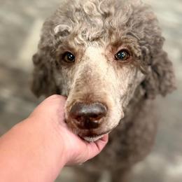 Charlie - Poodle