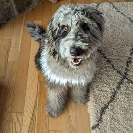 Bernedoodle and Goldendoodle Puppies from Selah Mountain Dogs