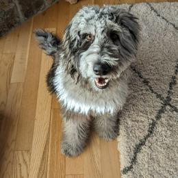 Bernedoodle and Goldendoodle Puppies from Selah Mountain Dogs