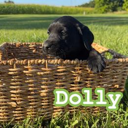 Dolly - Black female Labrador Retriever puppy in Lucasville, Ohio from Backwoods Labradors