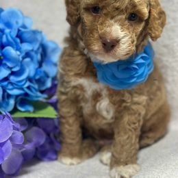 Joey - Red and white male Cockapoo puppy in Marshall, Arkansas from Darling Doodles and Cockapoos
