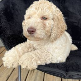 Bonnie - Cream Poodle puppy in Valdosta, Georgia from Posh Poodles