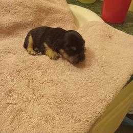Boy 2 - Blue and tan male Dachshund puppy in Warrenville, South Carolina from Sherman's Dachshunds