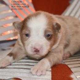 Connor - Red merle male Miniature Australian Shepherd puppy in Patterson, North Carolina from DreamLine Aussies