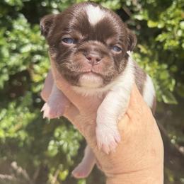 Smoochie - Chocolate and white female Chihuahua puppy in Newport Beach, California from Exotic City Pomeranians and chihuahuas