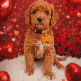 Khaos - Red  male Goldendoodle puppy in Boise, Idaho from Goldendoodle Baby