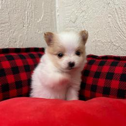 Cream and white female - Cream parti female Pomeranian puppy in Weatherford, Texas from COCO'S POMS AND FRENCHIES