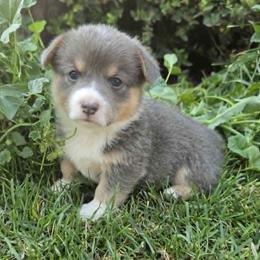 Pembroke Welsh Corgi Puppies from Lindsey's Pembroke Welsh Corgis