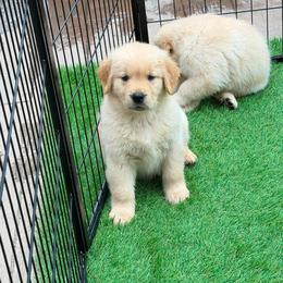 Golden Retriever Puppies from Skyland Golden Retrievers
