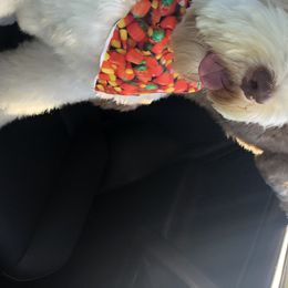 Snow - Australian Labradoodle