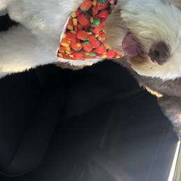 Snow - Australian Labradoodle