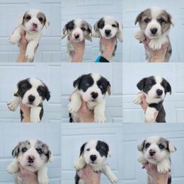 Cardigan Welsh Corgi Puppies from Star N Cardigan Corgis