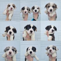 Cardigan Welsh Corgi Puppies from Star N Cardigan Corgis