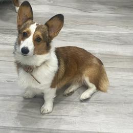 Girl 1 - Black and tan female Pembroke Welsh Corgi puppy in Mc Cammon, Idaho from Sunny J Corgis and Mini Americans