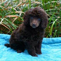 Poodle Puppies from Anna-Ash Poodles