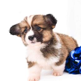Pembroke Welsh Corgi Puppies from MG Corgis