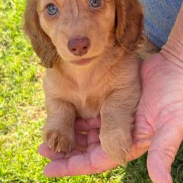 Perla - Dapple female Dachshund puppy in Lubbock, Texas from K&K Mini Doxies