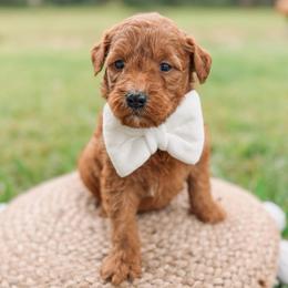 Frisco - Red  male Goldendoodle puppy in Iola, Texas from Supreme Doodles of Texas