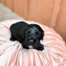 Maverick - Black male Australian Labradoodle puppy in Wamego, Kansas from Doodles of Oz