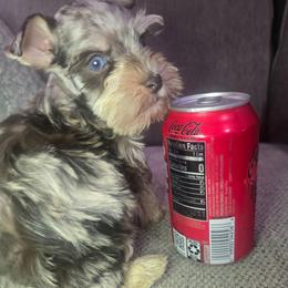 Boy 3 - Parti male Miniature Schnauzer puppy in Calera, Alabama from Burnett Cove Kennels