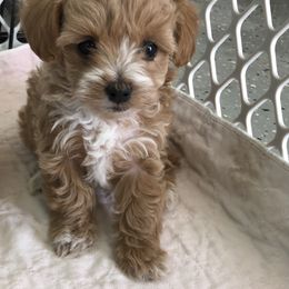 Maltese, Maltipoo, and Poodle Puppies from Healing Pawz LLC