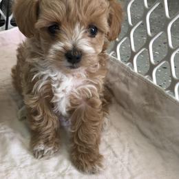 Maltese, Maltipoo, and Poodle Puppies from Healing Pawz LLC